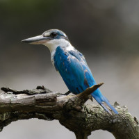 Collared Kingfisher